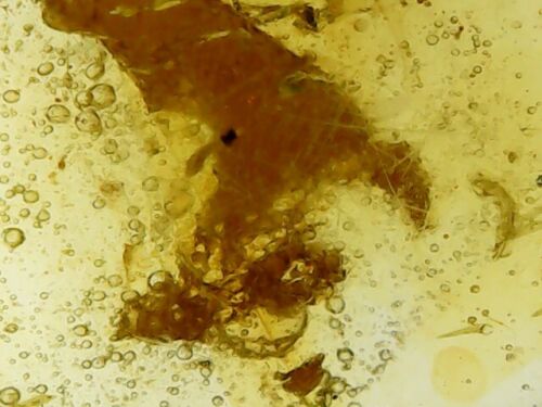 11 mm Dinosaurier Fleischstück - seltenes Eidechsenfossil, echter burmitischer Bernstein, 98myo - Bild 4 von 7