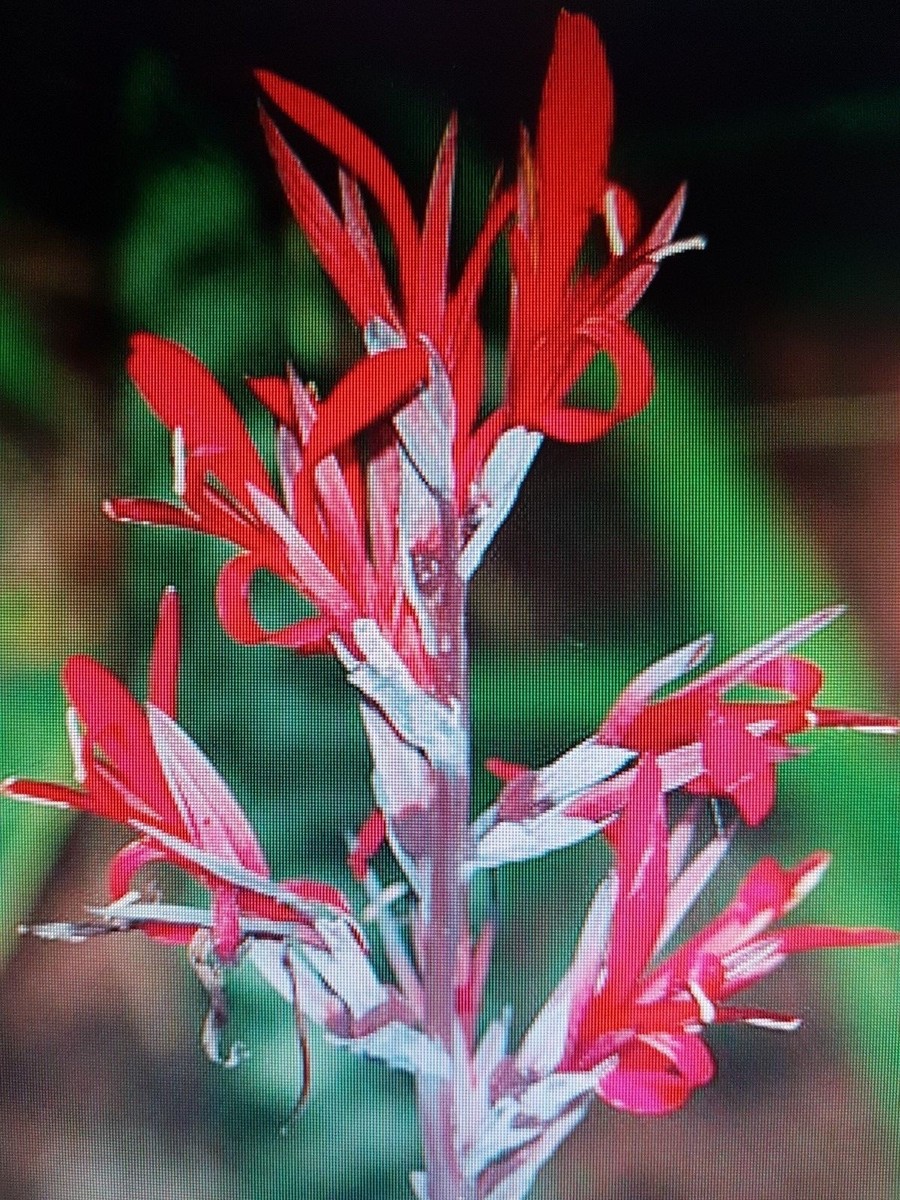 canna出品 Canna indica red 10 seeds | eBay UK