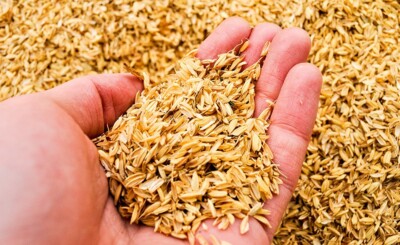Dried Hulls Rice Husks 0.221 lbs (100g) Compost Organic Hydroponic Growing Media