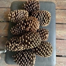 Natural Real Pine Cones , GORGEOUS 10 count HUGE! 6-8” Perfect for Crafting 
