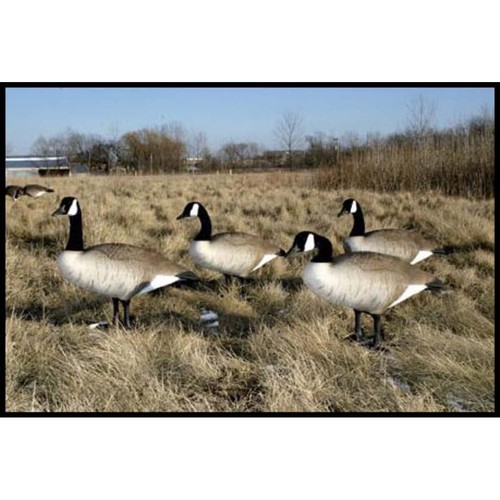 Big Foot BigFoot Canada Goose Decoys, 4Pack eBay