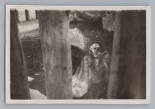 Budapest Ungarn 1930 - Flußpferd Nilpferd Zoo - Altes Foto