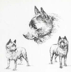 Schipperke - CUSTOM MATTED - 1963 Vintage Dog Art Print *