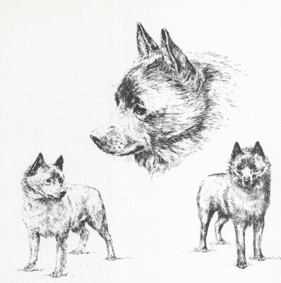 Schipperke - CUSTOM MATTED - 1963 Vintage Dog Art Print *