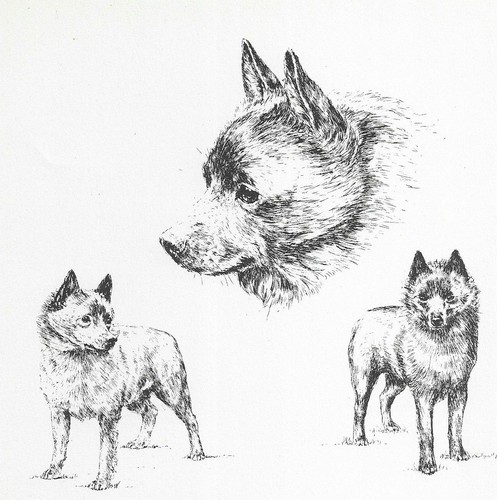 Schipperke - CUSTOM MATTED - 1963 Vintage Dog Art Print *
