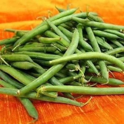 SEEDVILLE USA 50 TENDERGREEN GREEN BEAN Phaseolus Vulgaris Vegetable Seeds