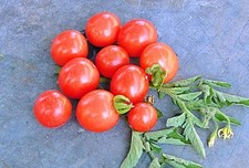 Heirloom Cherry Tomato Seed Kit Collection - 5 Sweet Varieties for Your Garden