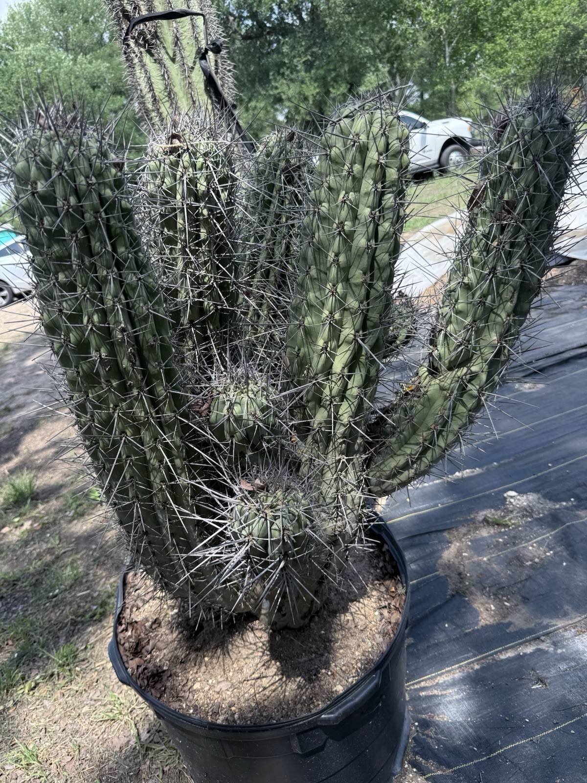 Stetsonia Coryne 'Toothpick Cactus’ Massive!!