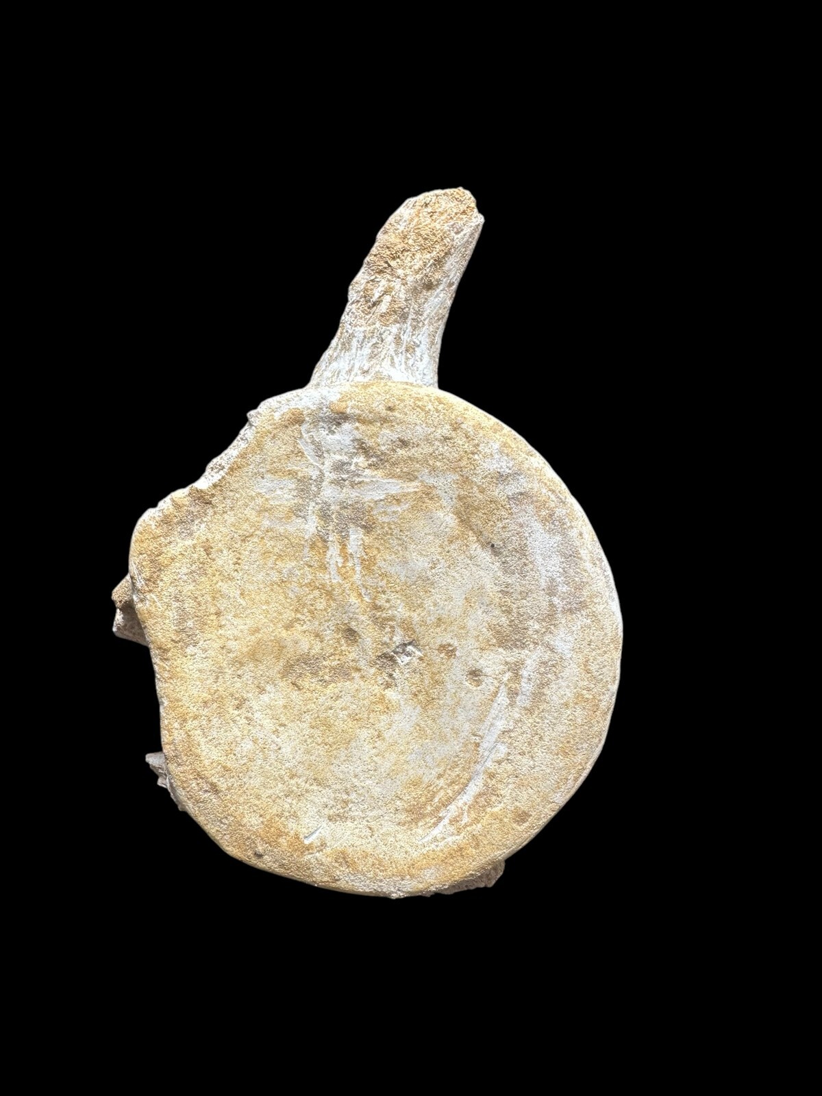 100% Genuine Plesiosaurus Vertebra – Jurassic Collector’s Treasure – Authentic