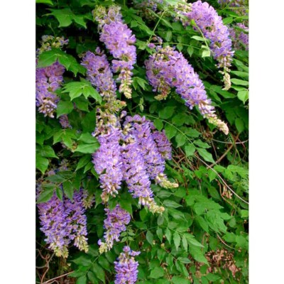 compo herbst rasen langzeitdünger 20 kg Herbstrasendünger main image 1