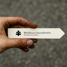 Melaleuca leucadendra | 10 SEEDS - Cajeput tree | Paperbark