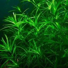 BUY 2 GET 1 FREE Guppy Grass Najas Grass - Live Floating Plant for Aquarium