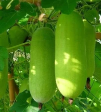 10 Ash gourd, winter melon, wax gourd, white pumpkin, and Chinese watermelon