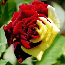100PC Mix Color Rose Seeds Beautiful Rare Flower Seeds