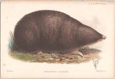 Original 1875 Antique Zoological Chromolithograph "Chrysochloris Trevelyani"