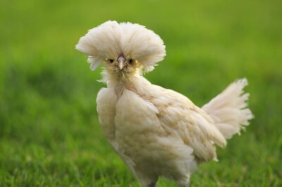 2 Fertile Polish Chicken Eggs Rare Breed !