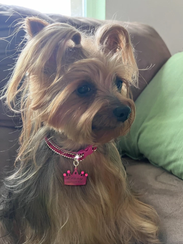 Collares para perros y gatos collares para Perros y Gatos. Mascotas pequeñas. JOYA para Mascota Foto 3 de 4