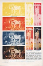 1906 PRINT ~ COLOUR PRINTING THE THREE-COLOUR PROCESS ILLUSTRATED