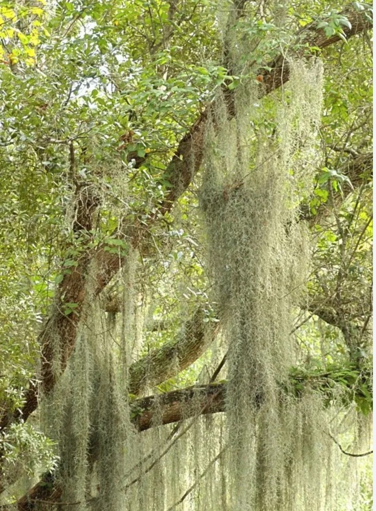 10 Gallons!! Picked Fresh Orlando LIVE SPANISH MOSS Airplant