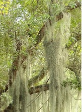 10 Gallons  Picked Fresh Orlando LIVE SPANISH MOSS Airplant