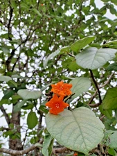 10 Orange Geiger Seeds,  Cordia sebestena (Gathered 2025)