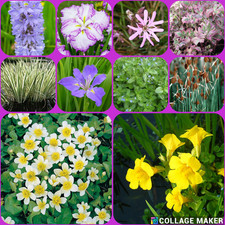 Bareroot Pond Plants Water lilies Water Iris Bog Plants Water Lily Aquatic Plant