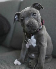 Cucciolo di Pittbull Dogo Cane Corso - Locandina Poster Decorazione Casa Quadro