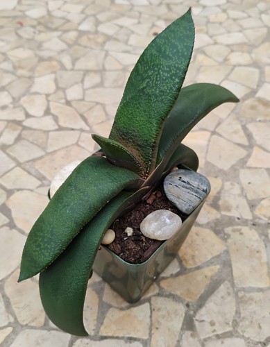 Gasteria x Armstrongii Beautiful Succulent Plant