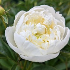 Peony Duchesse de Nemours 1 Bare Root – Fragrant Double White Hardy Perennial