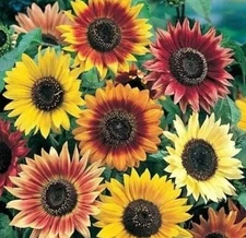 Autumn Beauty Sunflower Seed 50+ Seeds NON-GMO BUY 4 GET FREE SHIPPING