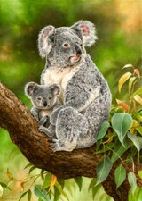Koala by Esther van Hulsen Bear Wildlife Nature Fine Art Print 13x19