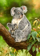 Koala by Esther van Hulsen Bear Wildlife Nature Fine Art Print 19.5x26.5