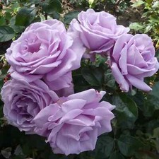 Climbing Rose Shrub Plant Bare Roots-Scented,Fragrant 9 PLANTS TO CHOOSE-NEW!!!