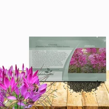 2000 Seeds Spider Flower Drought Tolerant Cleome Violet Queen Garden Flower Seed