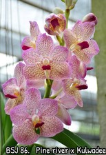 6 Different Vanda  Seedlings  Package, ￼Some  Fragrant  ￼ BEST VALUE ￼ Orchids