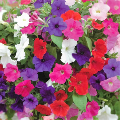 Petunia seёds 5000 seёds Petunia Grandiflora Petunia Mix heirloom organic -773