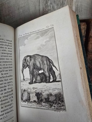 1799 BUFFON - NATURAL HISTORY OF QUADRUPEDS - Elephants, Rhinoceroses, Opossums - Imagen 18 de 24