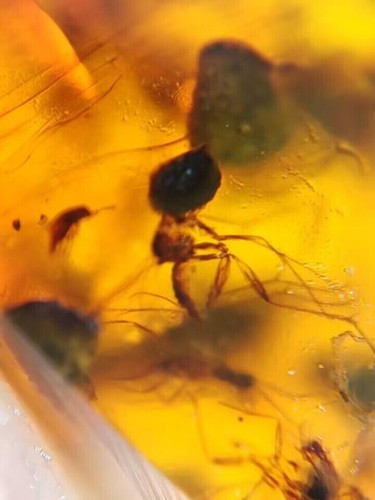 MA81 Ámbar fósil con Mosquito + escarabajo de 99 millones, Cretácico!!! Fósiles - Picture 4 of 5