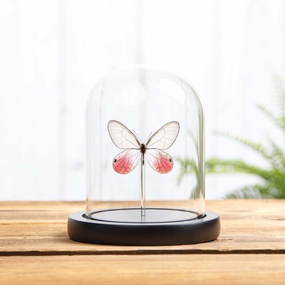 Das errötende Phantom Taxidermie Schmetterling in Glaskuppel (Cithaerias pireta)