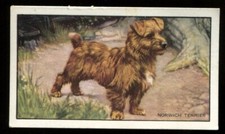 Tobacco Card, Gallaher, DOGS, 1936, 1st Series, Norwich Terrier, #17