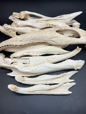 1PC 9"  19" Alligator Jaw Bones, Bone Crafts, Bone Jaw Knife, Oddities collecti
