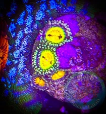 SAF~ Buttmuncher Zoanthid Coral Frag, Colony, “WYSIWYG” Paly, Zoa