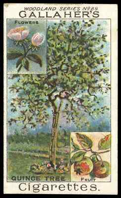 Gallaher - 'Woodland Trees' (um 1912) - Der Quittenbaum