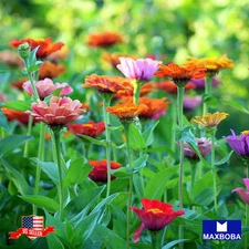 Zinnia Seeds Dahlia Flowered Mixture Non-GMO