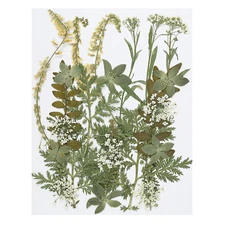 Dried Pressed Flowers Natural Leave Real Pressed Flowers Green Series