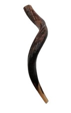 Small Yemenite Shofar 21" Long