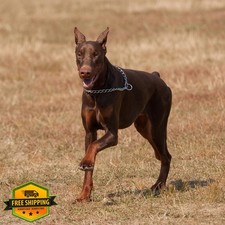 1-Pack Slip Link Training Dog Collar Metal Chain Heavy Duty Puppy Silver S