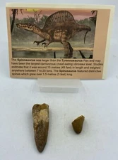 Spinosaurus Teeth Dinosaur F0SSIL Before T Rex Cretaceous K684