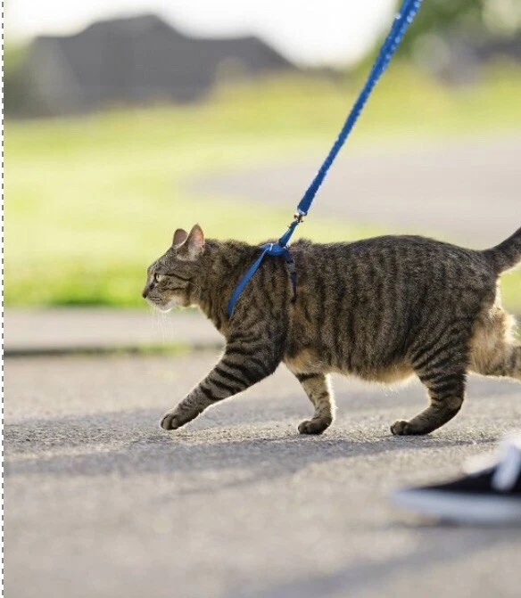 PetSafe Come With Me Kitty Cat Harness & Bungee Leash, SZ Medium Royal Blue/Navy - Image 3 of 4