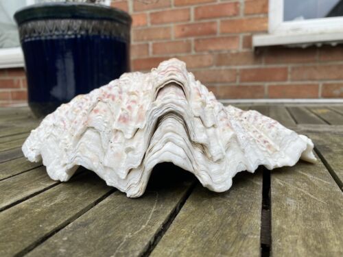 Medium size giant clam shell  24.5 x 16 cm  - Picture 1 of 10